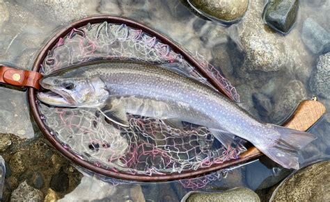 角掛養魚場|岩魚の稚魚を見てきました~！ 